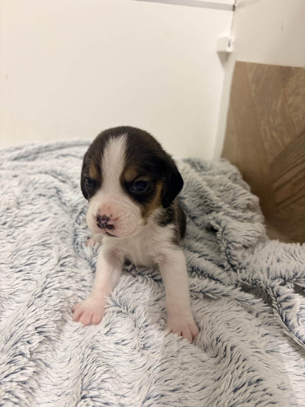 Les Tricolores Des Monedieres - Chiots disponibles - Beagle