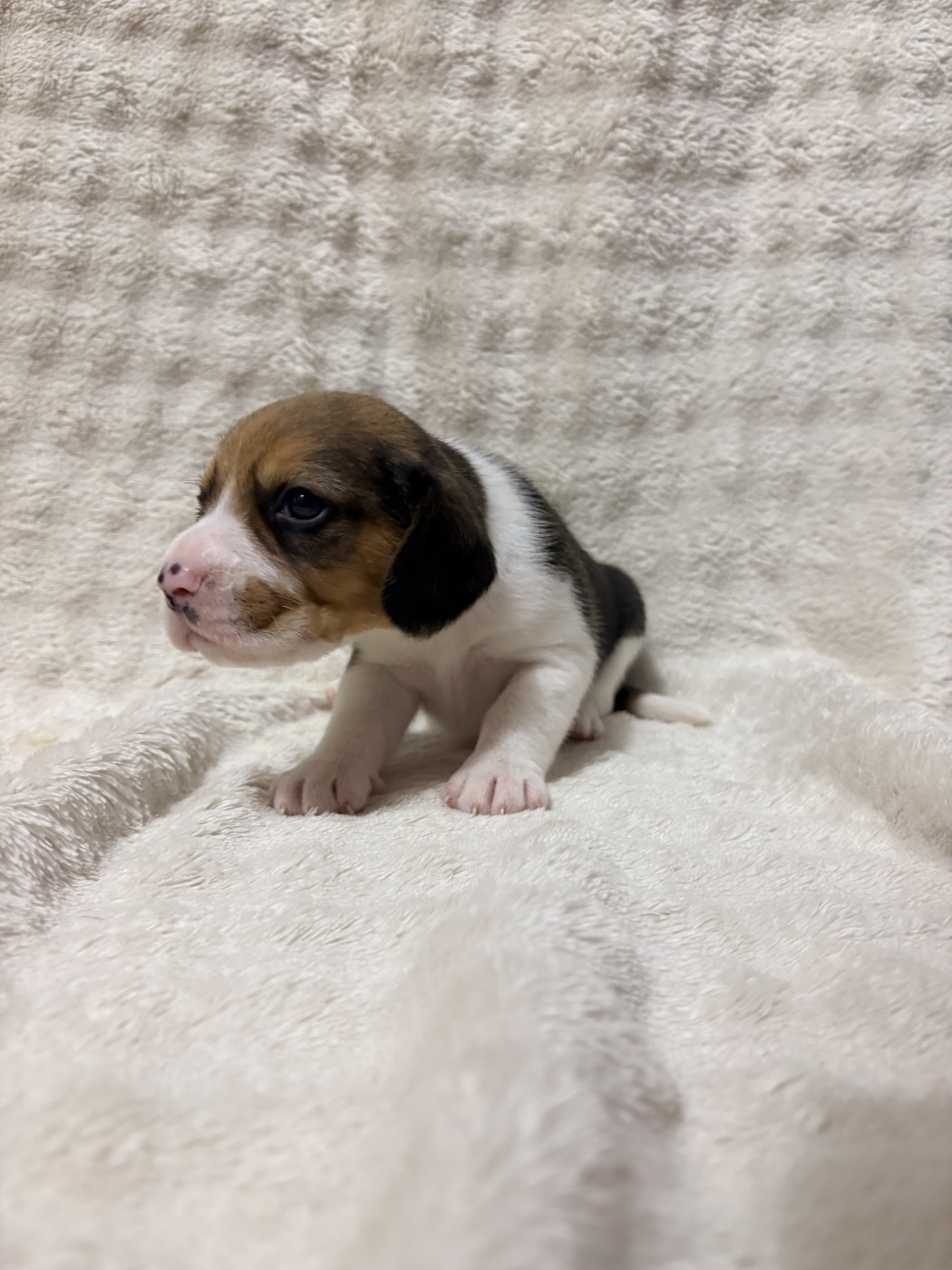 Les Tricolores Des Monedieres - Chiots disponibles - Beagle