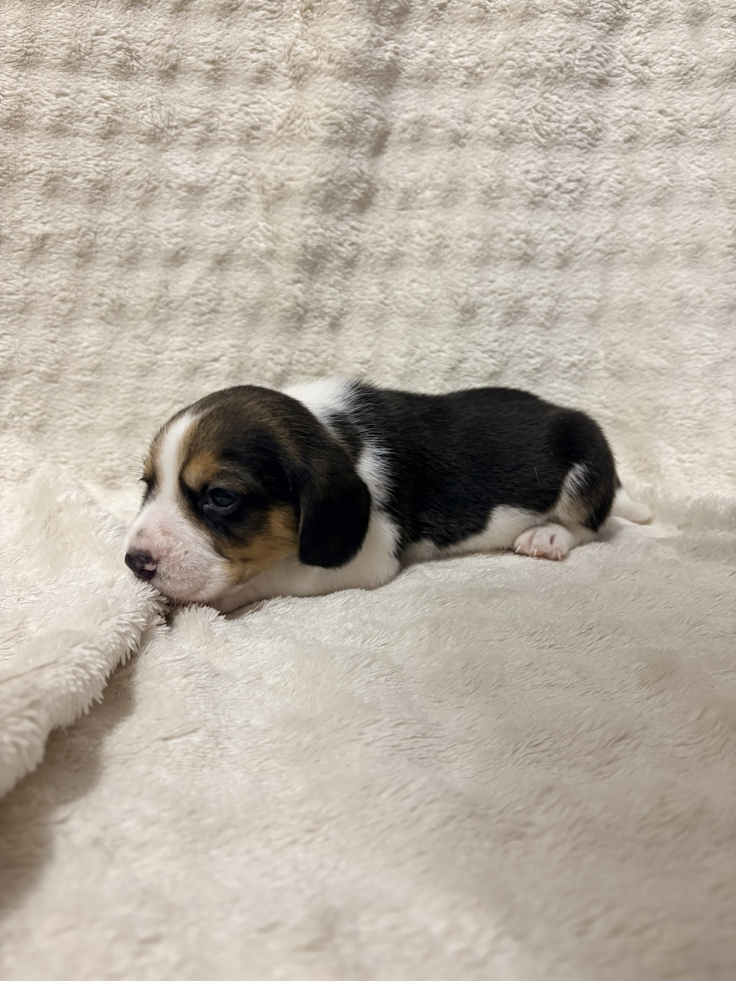 Les Tricolores Des Monedieres - Chiots disponibles - Beagle