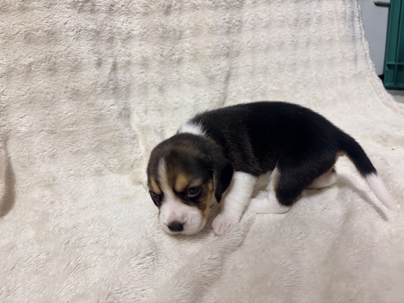Les Tricolores Des Monedieres - Chiots disponibles - Beagle