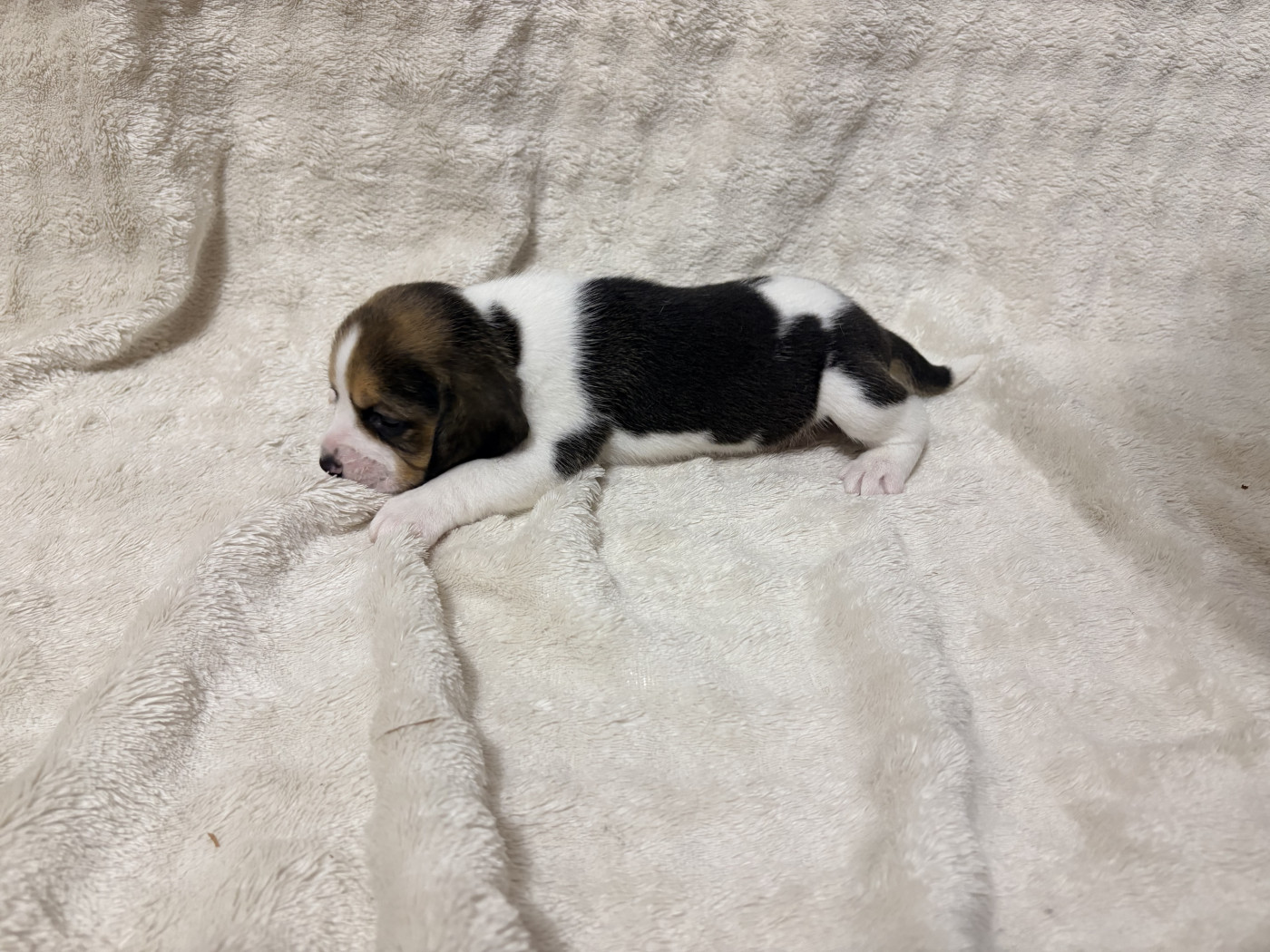 Les Tricolores Des Monedieres - Chiots disponibles - Beagle