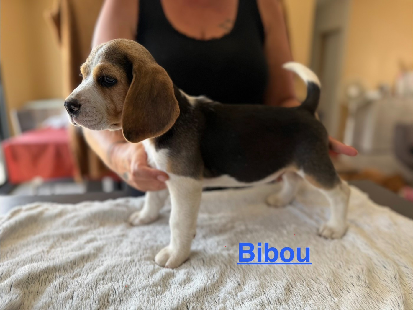 Les Tricolores Des Monedieres - Chiots disponibles - Beagle