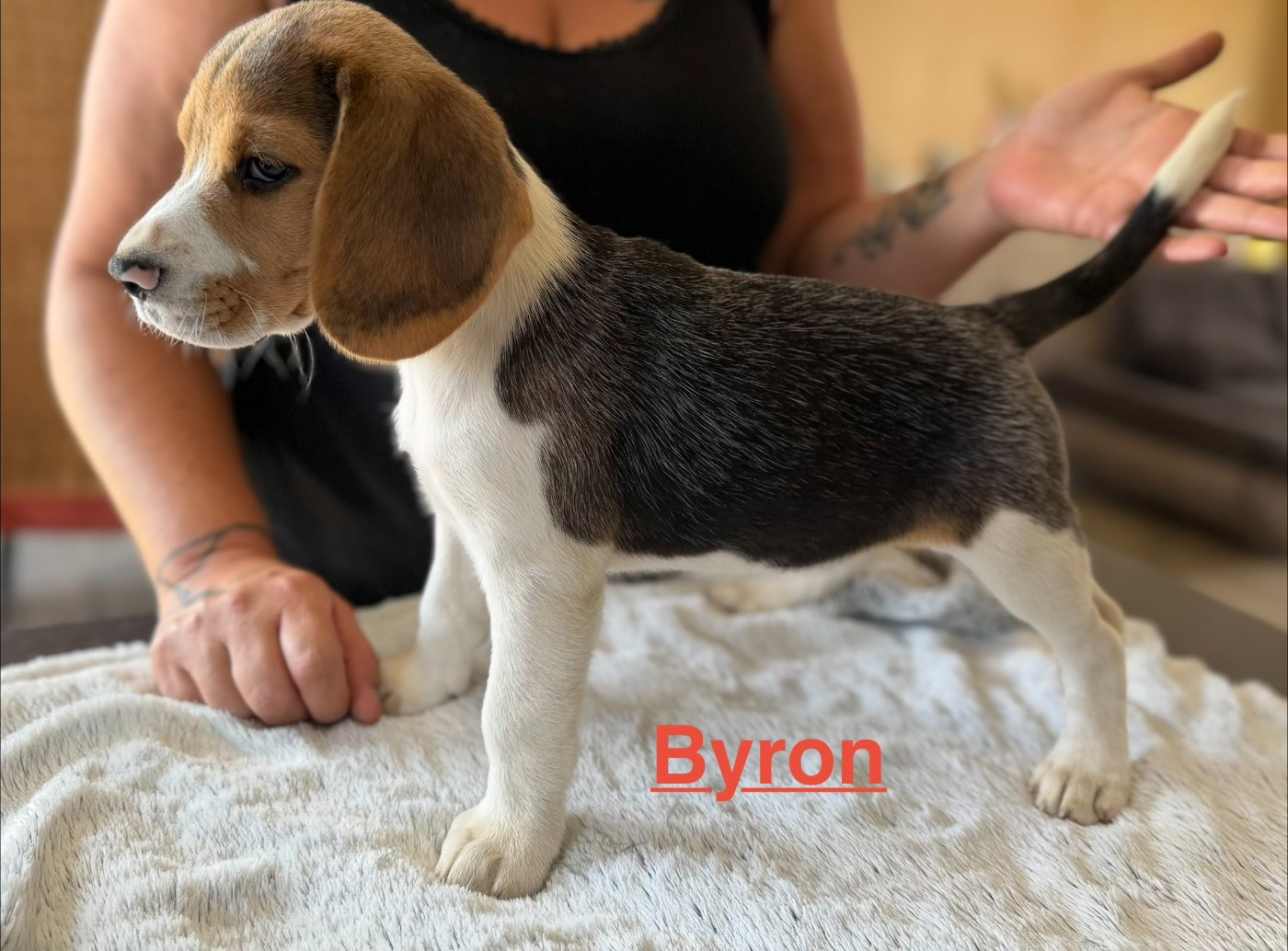Les Tricolores Des Monedieres - Chiots disponibles - Beagle