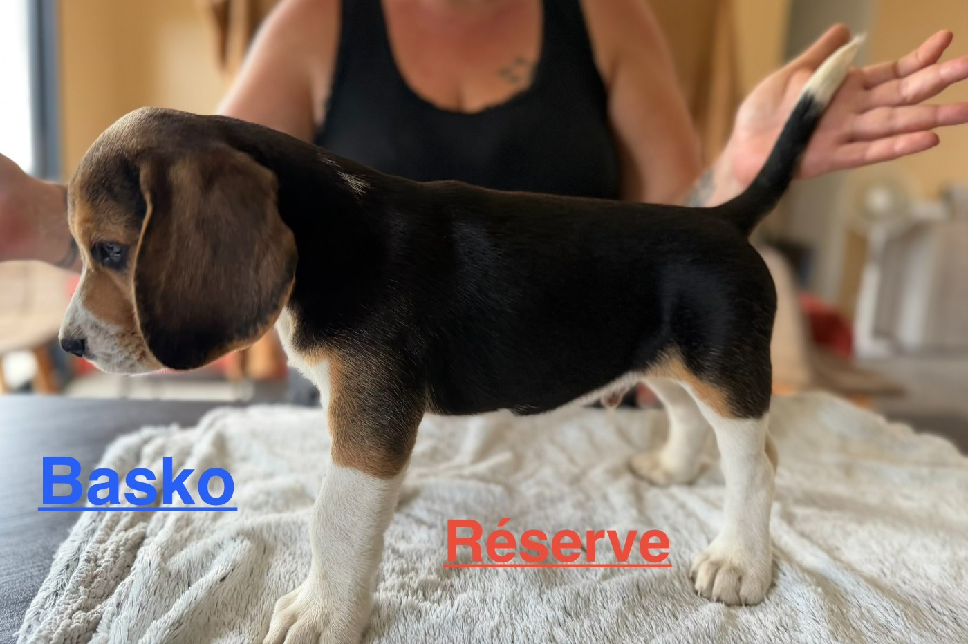 Les Tricolores Des Monedieres - Chiots disponibles - Beagle