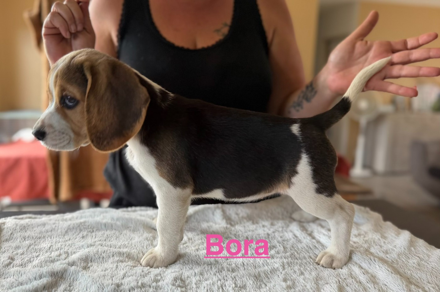 Les Tricolores Des Monedieres - Chiots disponibles - Beagle
