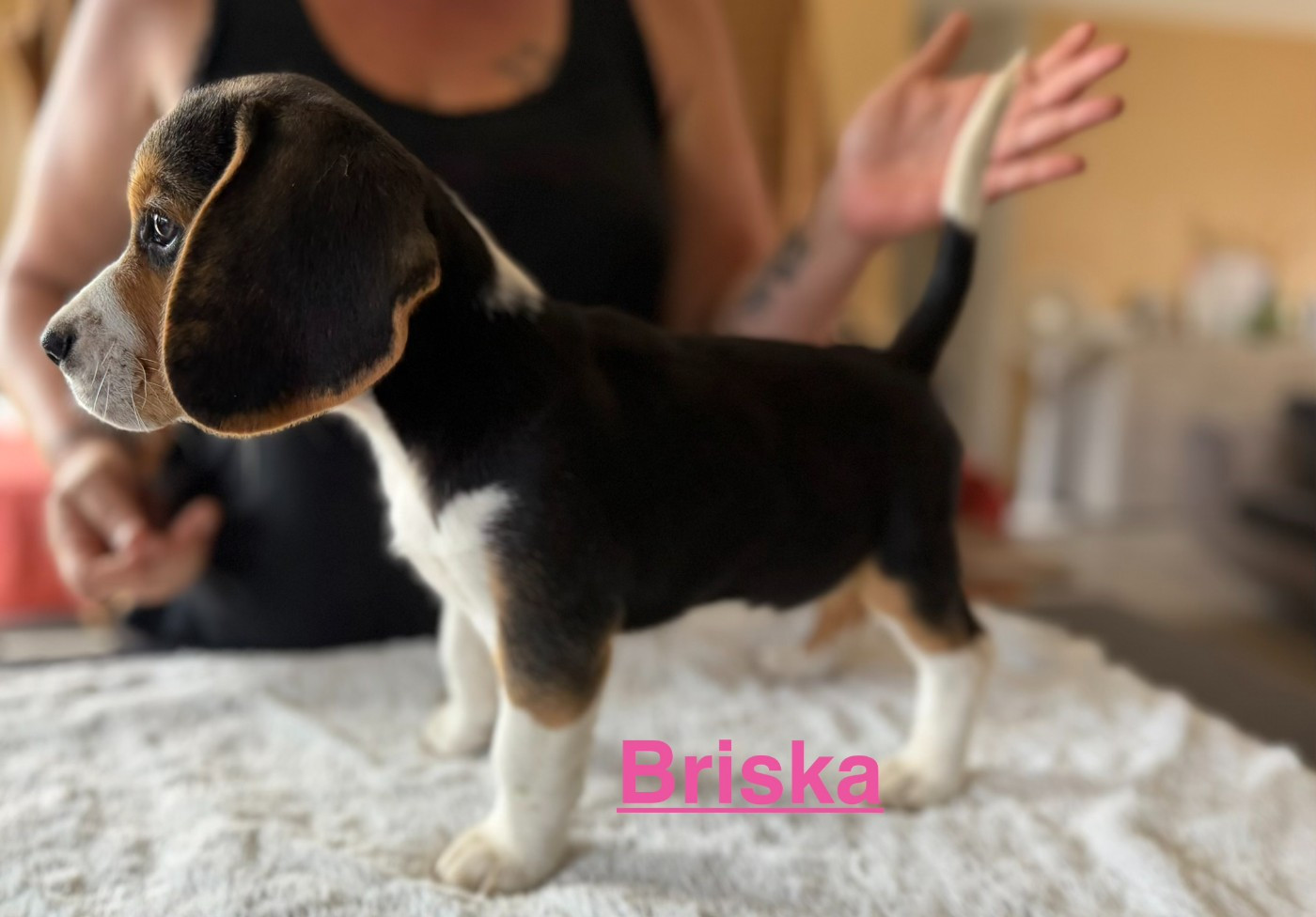 Les Tricolores Des Monedieres - Chiots disponibles - Beagle