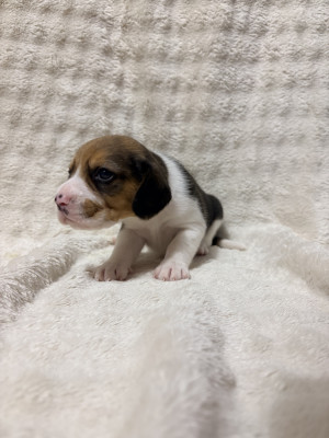 Chiot N°2