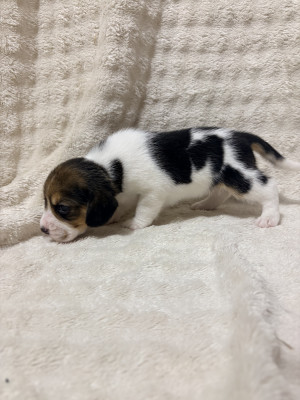 Chiot N°5