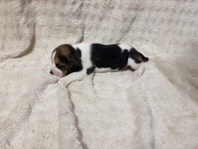 Chiot N°6