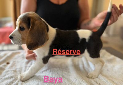 BAYA