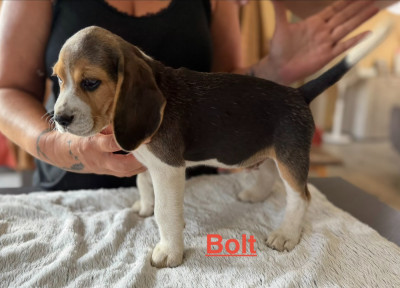 BOLT