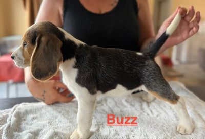 BUZZ
