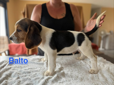 BALTO