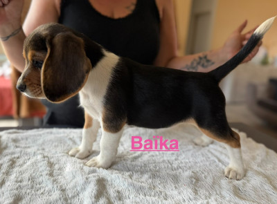BAIKA